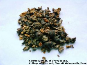 Aamalakee_2_Emblica_officinalis